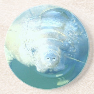 Peeking Manatee Coaster