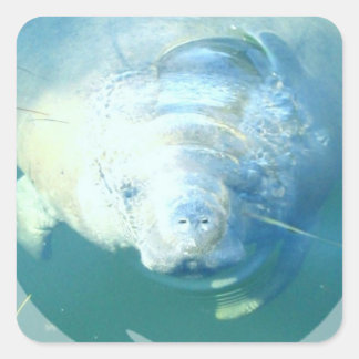 Peeking Manatee Sticker