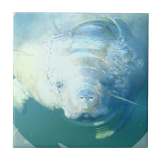 Peeking Manatee  Tile