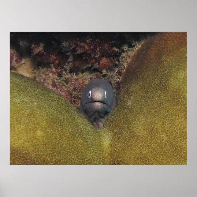 Peeking Moray Poster (Front)