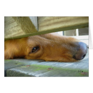 Peeking, S Cyr