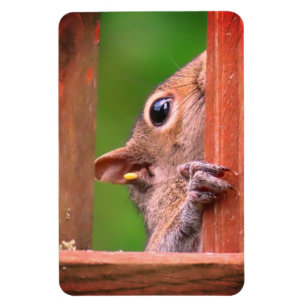 Peeking Squirrel Magnet