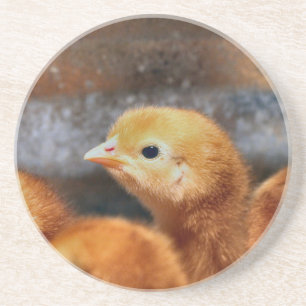 Peep peep coaster