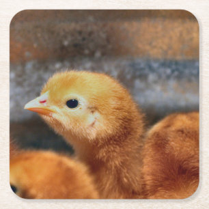Peep peep square paper coaster