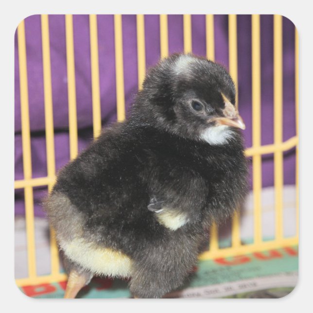 Peep Square Sticker (Front)