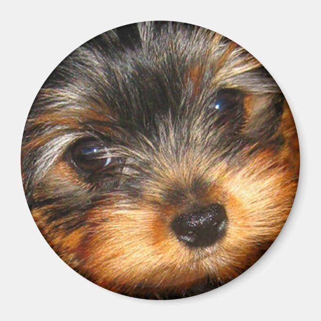 Peeping Yorkie Magnet (Front)