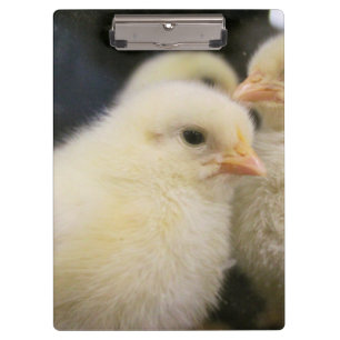 Peeps clipboard