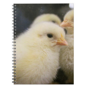 Peeps notebook