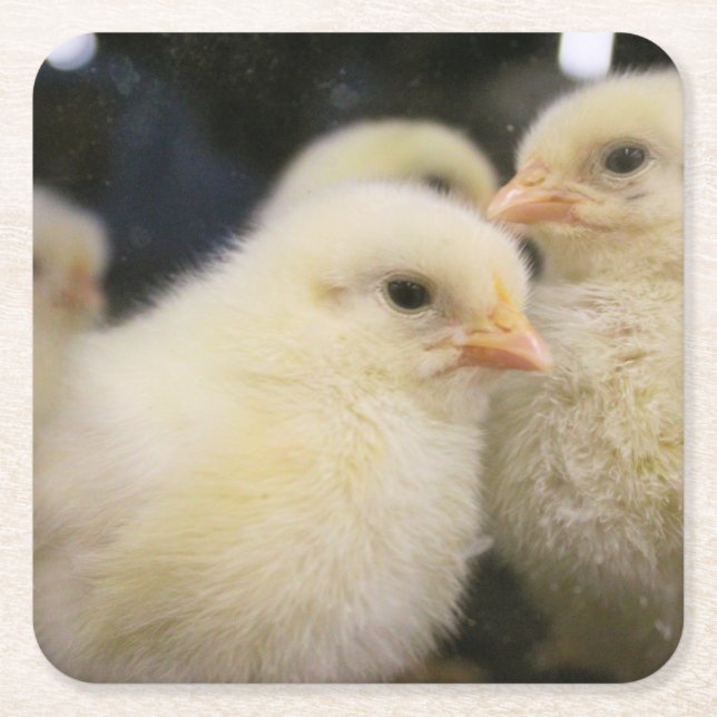 Peeps  square paper coaster (Front)