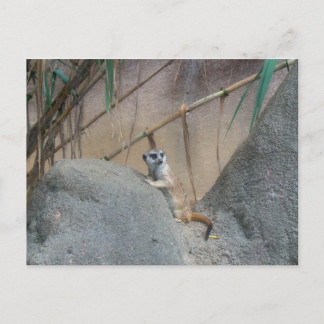 Peerkat Meerkat Postcard (Front)