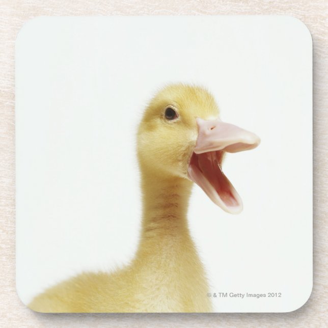 Pekin duck chick, head-shot coaster (Front)