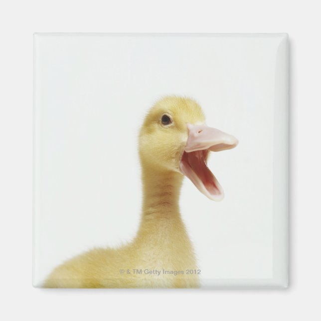 Pekin duck chick, head-shot magnet (Front)