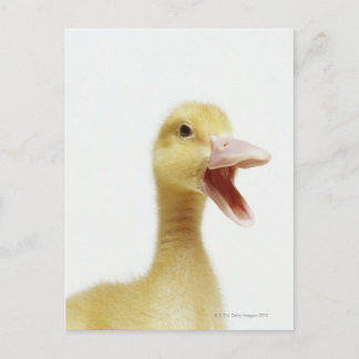 Pekin duck chick, head-shot postcard
