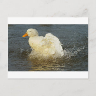 Pekin Duck IV Postcard