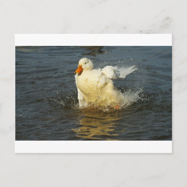 Pekin Duck VII Postcard (Front)