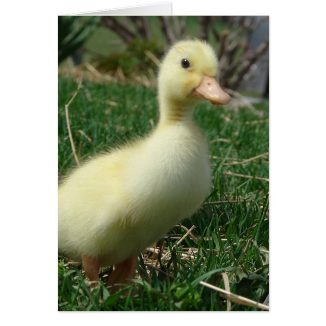 Pekin Duckling (Front)