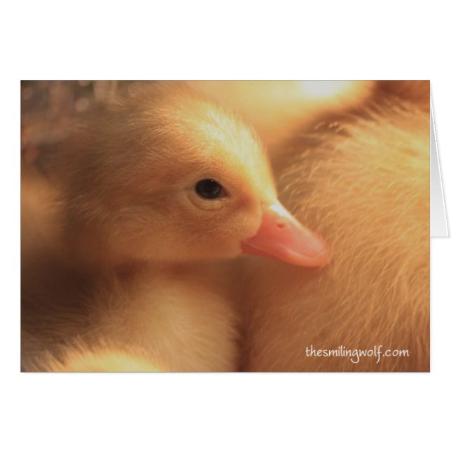 Pekin Ducklings Card (Front Horizontal)