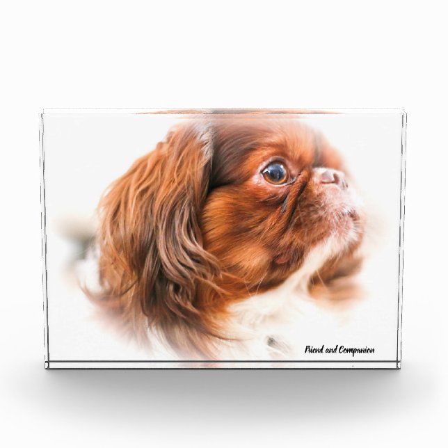 Pekinese Dog. Photo Block (Front)