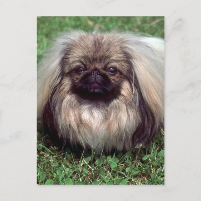Pekinese Postcard (Front)