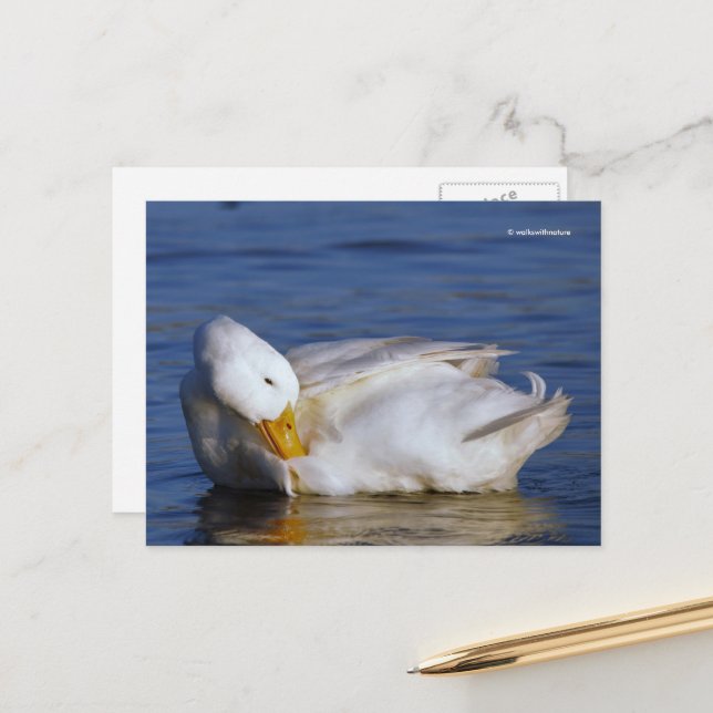 Peking Duck Smiling a Mona Lisa Smile in the Sun Postcard (Front/Back In Situ)