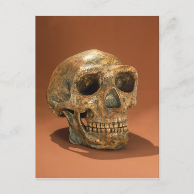 Peking Man's reconstructed skull Postcard (Front)