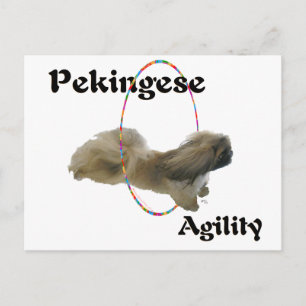 Pekingese Agility Postcard