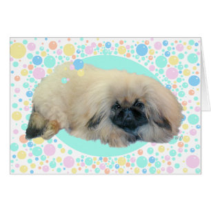 Pekingese Bubble Happiness