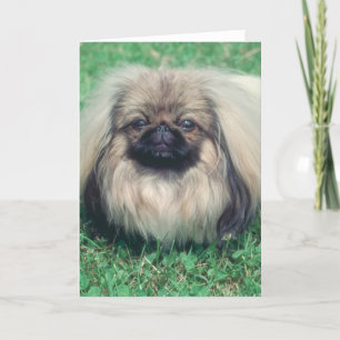 Pekingese Card