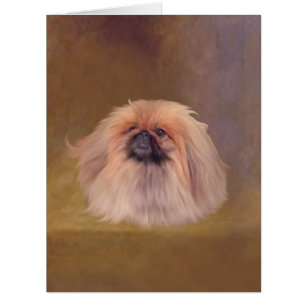 Pekingese Dog