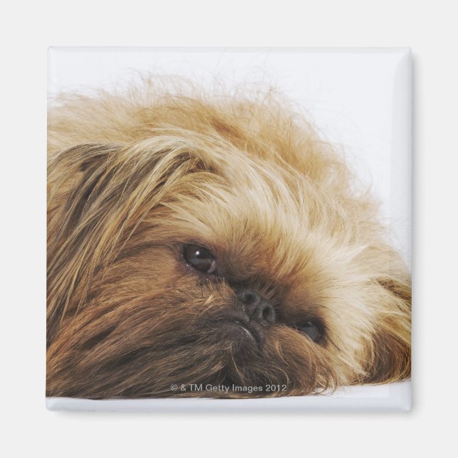 Pekingese dog, close up magnet (Front)