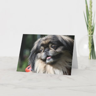Pekingese dog greeting card