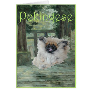 Pekingese Dog Oriental Gate