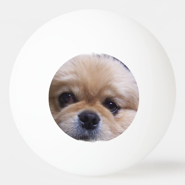 Pekingese Dog Ping Pong Ball (Front)