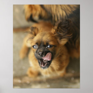 Pekingese Dogs Poster