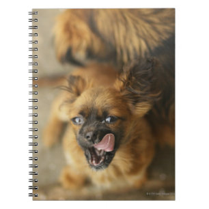 Pekingese Dogs Spiral Notebook