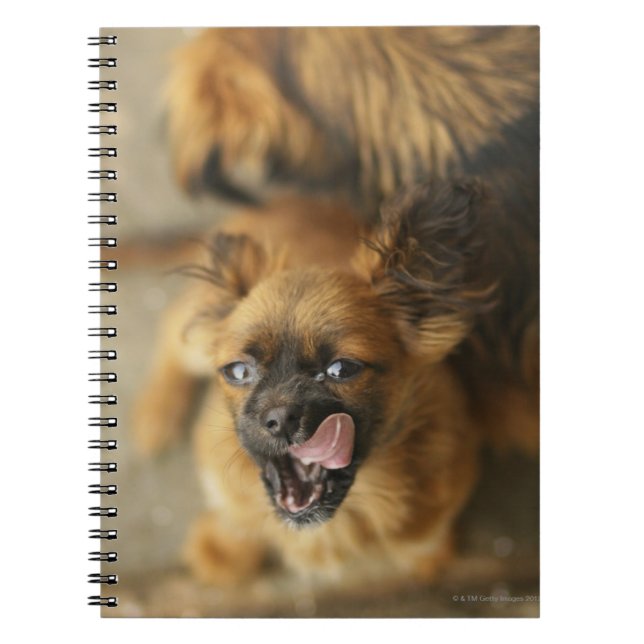 Pekingese Dogs Spiral Notebook (Front)