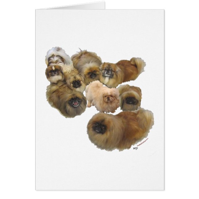 Pekingese Group (Front)