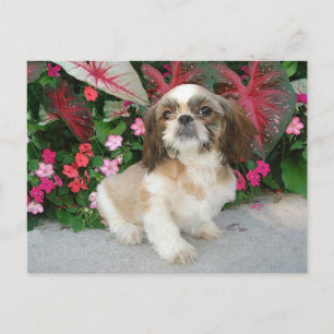 Pekingese in a Garden Setting Postcard