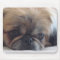 Pekingese