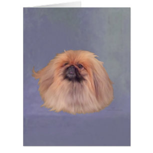 Pekingese on Blue