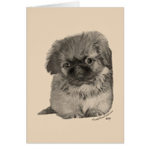 Pekingese Puppy