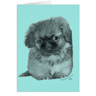 Pekingese Puppy