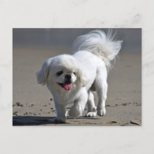 Pekingese Puppy Dog Blank Post Card