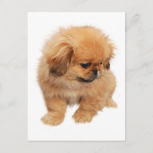 Pekingese Puppy Dog Post Card