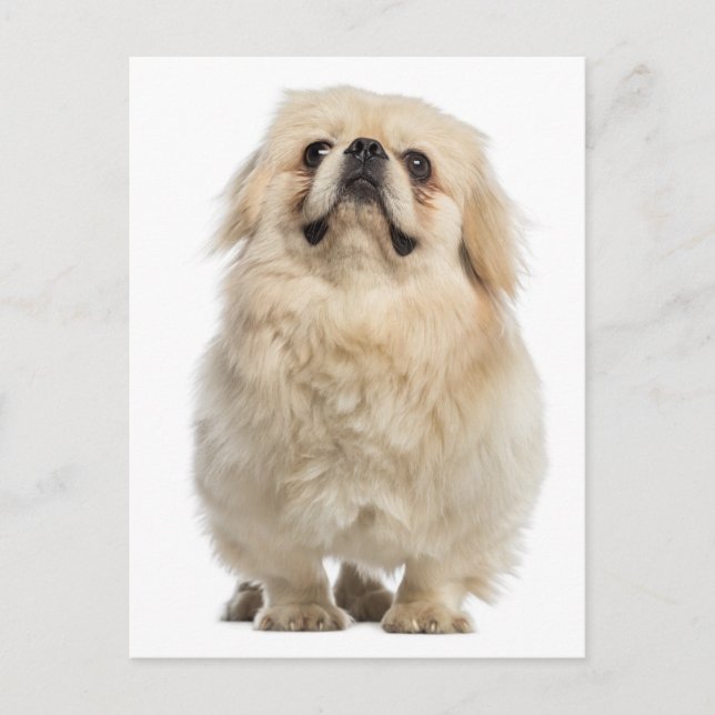 Pekingese Puppy Dog Post Card (Front)