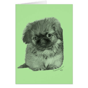 Pekingese Puppy Green
