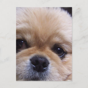 Pekingese Puppy Postcard