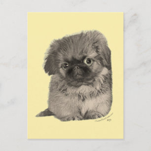 Pekingese Puppy Yellow Postcard