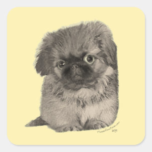 Pekingese Puppy Yellow Square Sticker