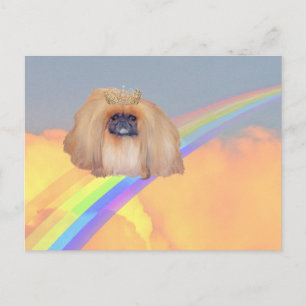 Pekingese Rainbow Postcard